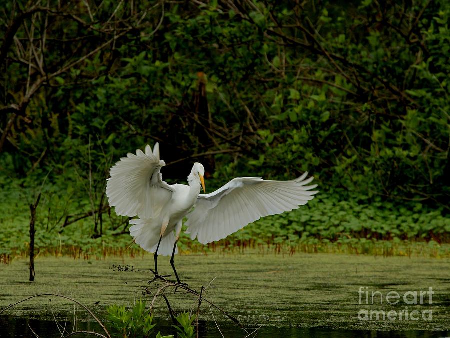 Great Egret #28 Photograph by Jack R Brock