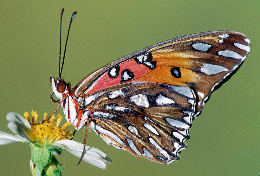 Gulf Fritillary Butterfly #28 Photograph by Millard H. Sharp