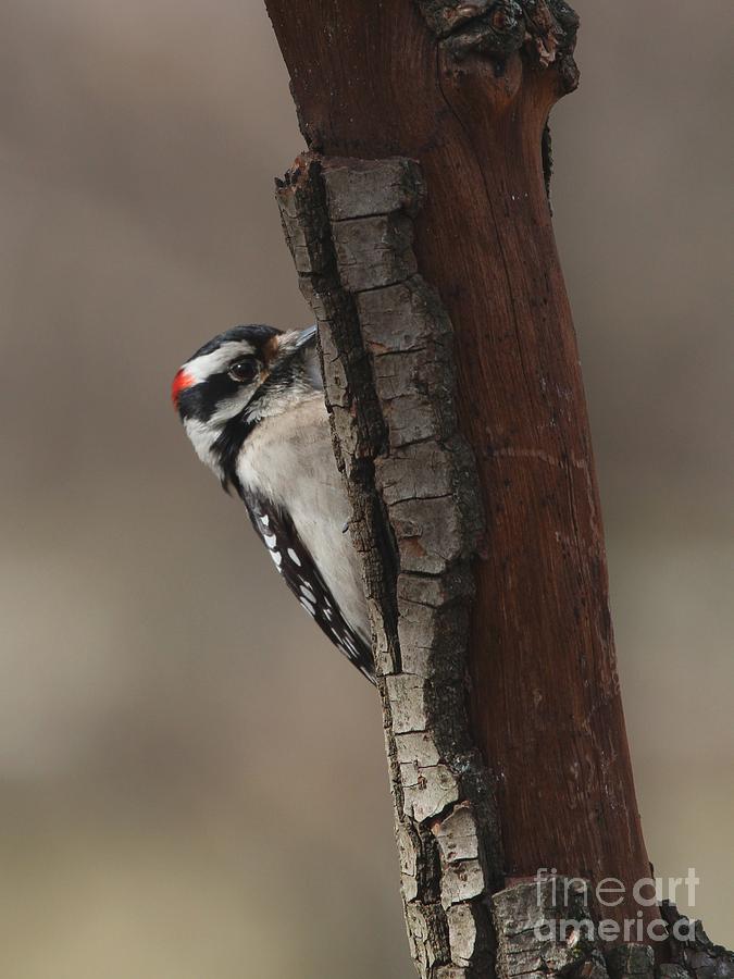 Hairy Woodpecker #28 Photograph by Jack R Brock