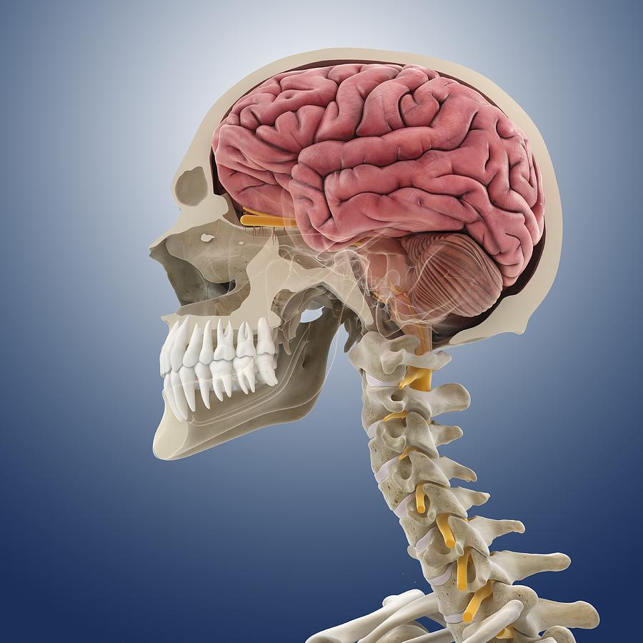 Head and neck anatomy, artwork Photograph by Science Photo Library ...