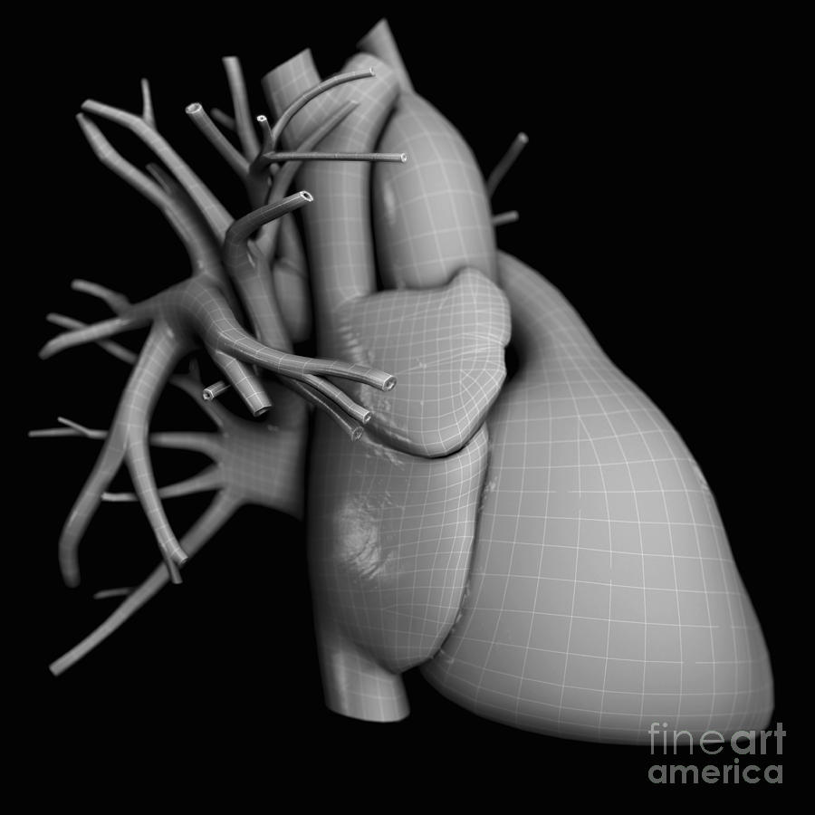 Organs Photograph - Heart Anatomy #28 by Science Picture Co