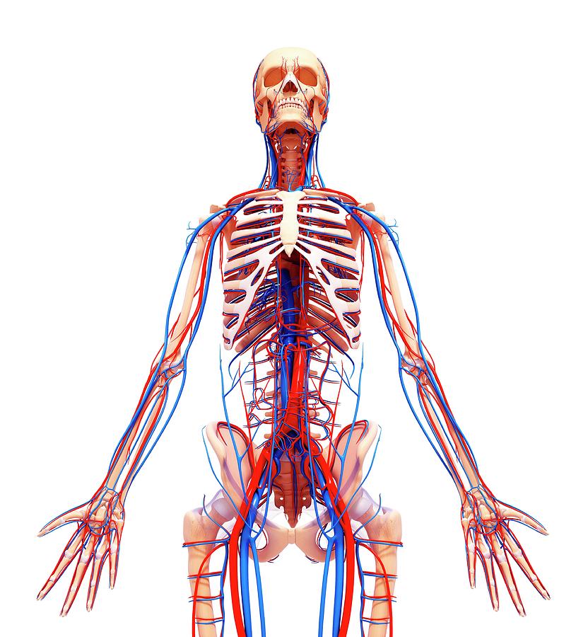 Human Cardiovascular System Photograph By Pixologicstudio Science Photo 