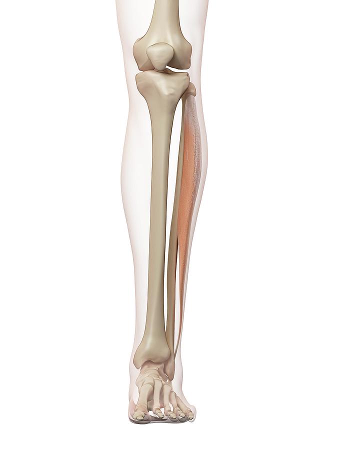 Human Leg Muscles Photograph by Sciepro Biology Diagrams