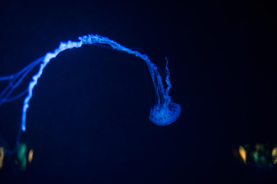 Jellyfish #28 Photograph by U Schade