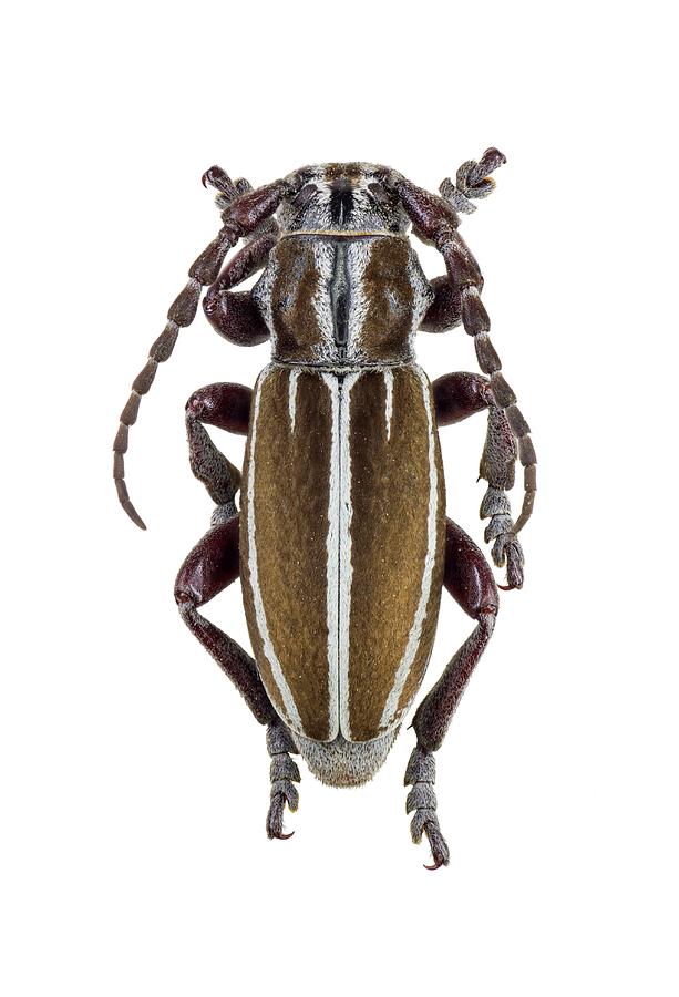 Wildlife Photograph - Longhorn Beetle #28 by F. Martinez Clavel