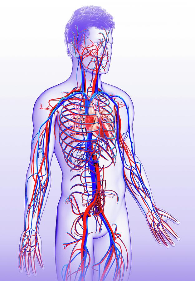 Male Cardiovascular System Photograph by Pixologicstudio/science Photo ...