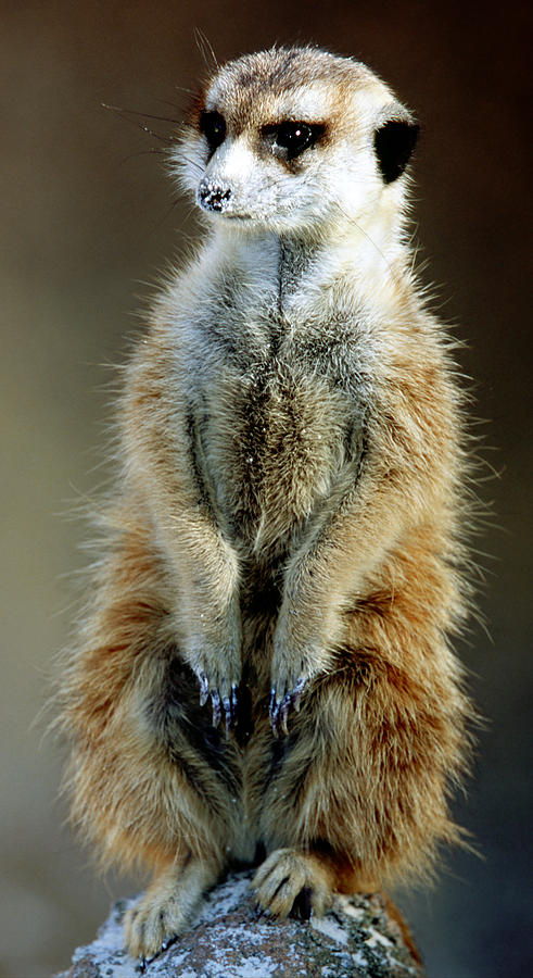 Meerkat #28 Photograph by Millard H. Sharp
