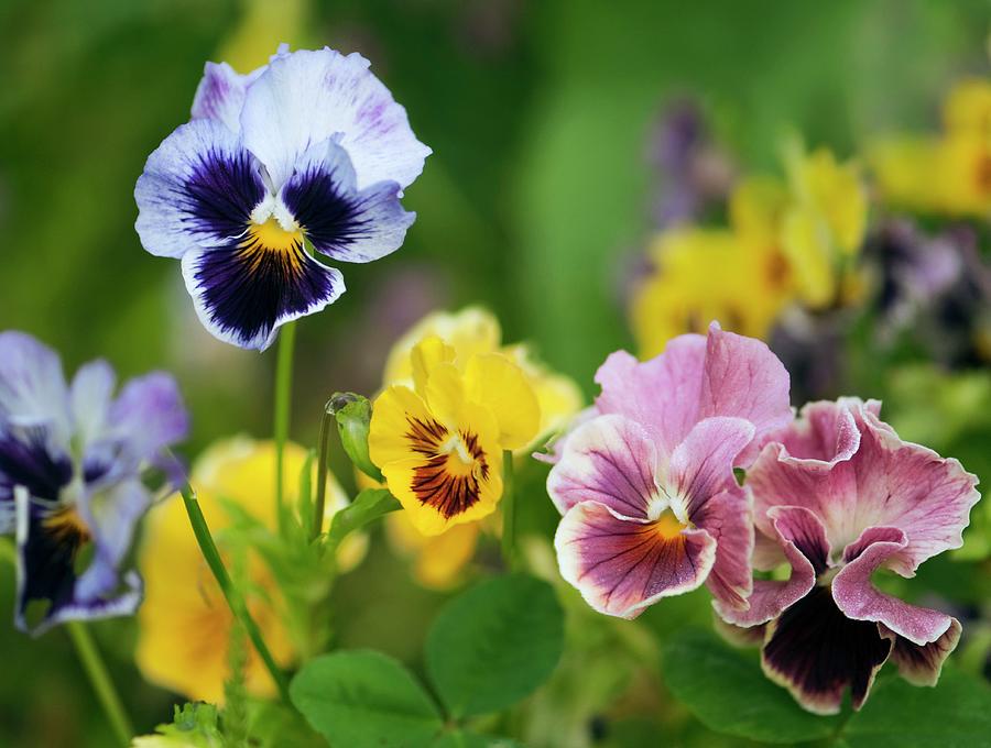 Pansy (viola X Wittrockiana) Photograph by Maria Mosolova/science Photo ...