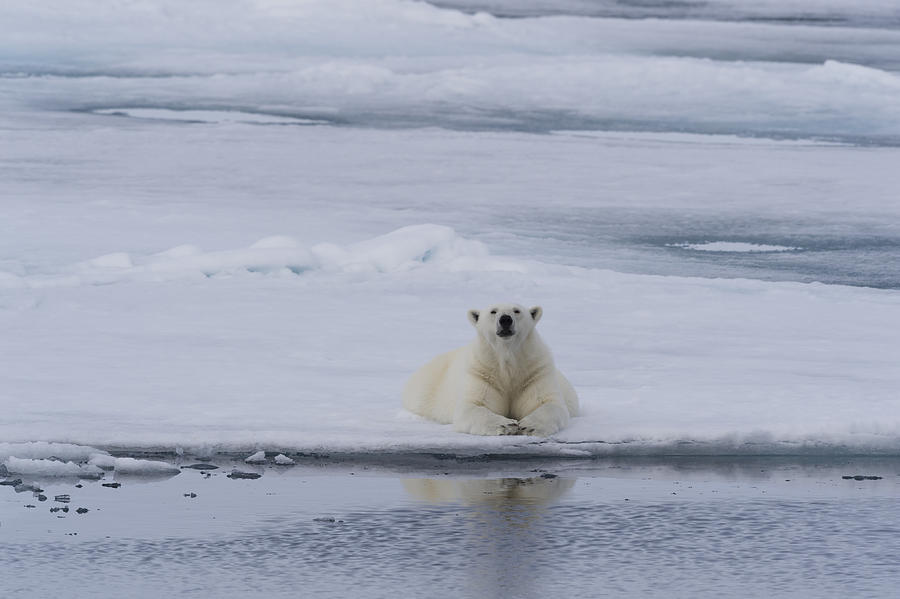 Polar Bear On Pack Ice Photograph by John Shaw - Fine Art America