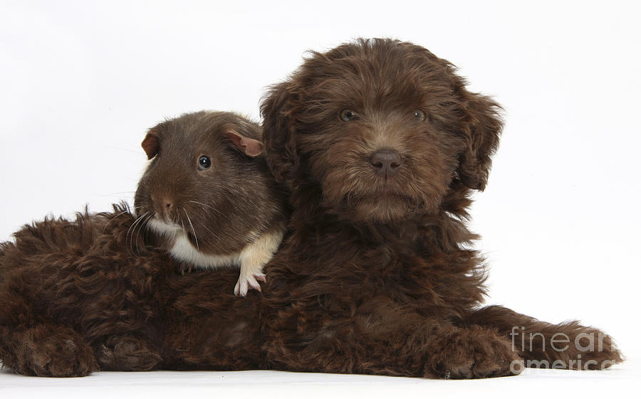 Nature Photograph - Puppy And Guinea Pig #28 by Mark Taylor