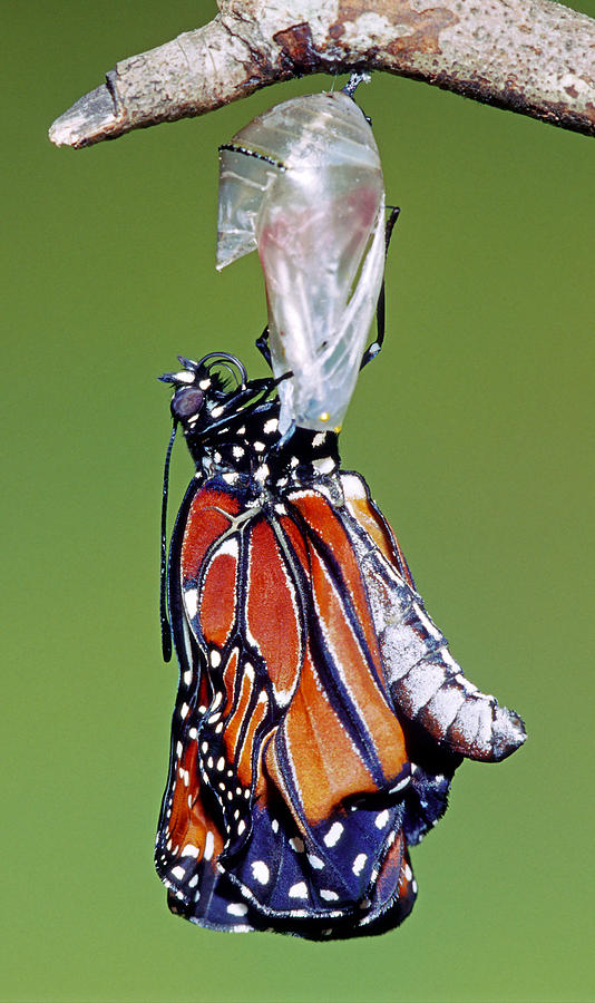Queen Butterfly #28 Photograph by Millard H. Sharp