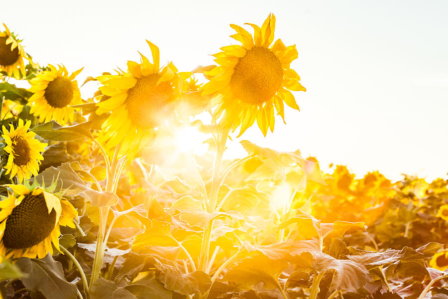 Sunbeams through Sunflower Photograph by Melinda Ledsome