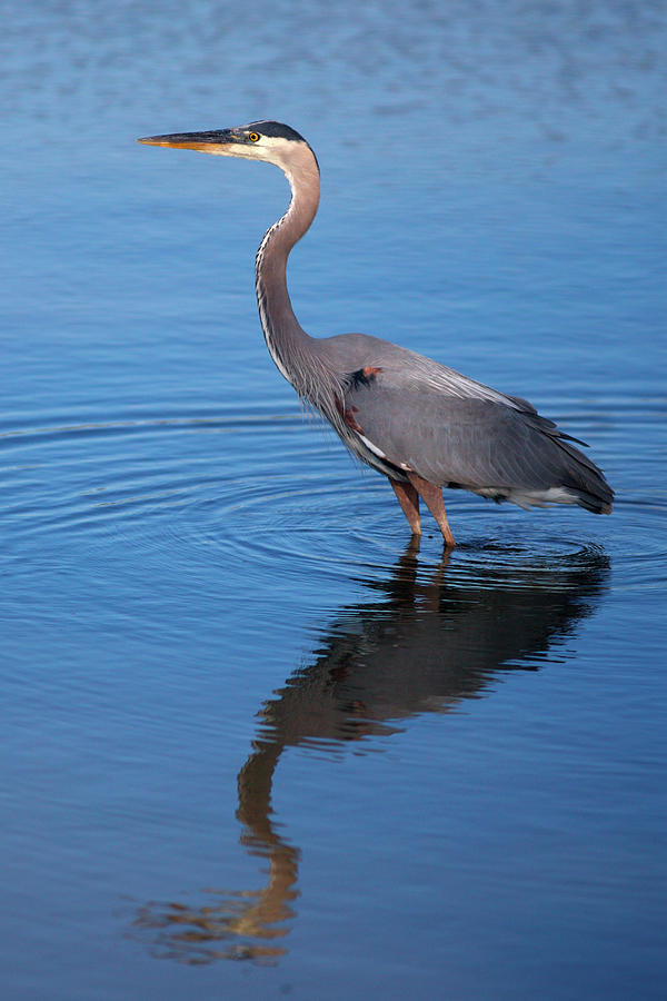 USA, California, San Diego, Lakeside Photograph by Jaynes Gallery ...