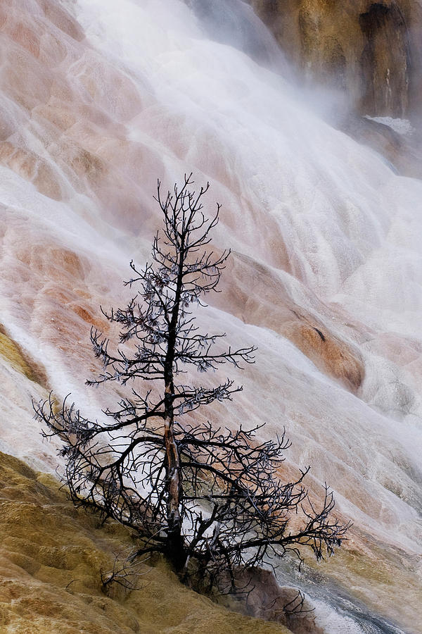 Yosemite National Park Photograph - USA, Wyoming, Yellowstone National Park #28 by Jaynes Gallery
