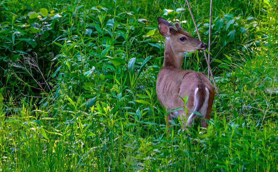 White-Tailed Deer #28 Photograph by Brian Stevens