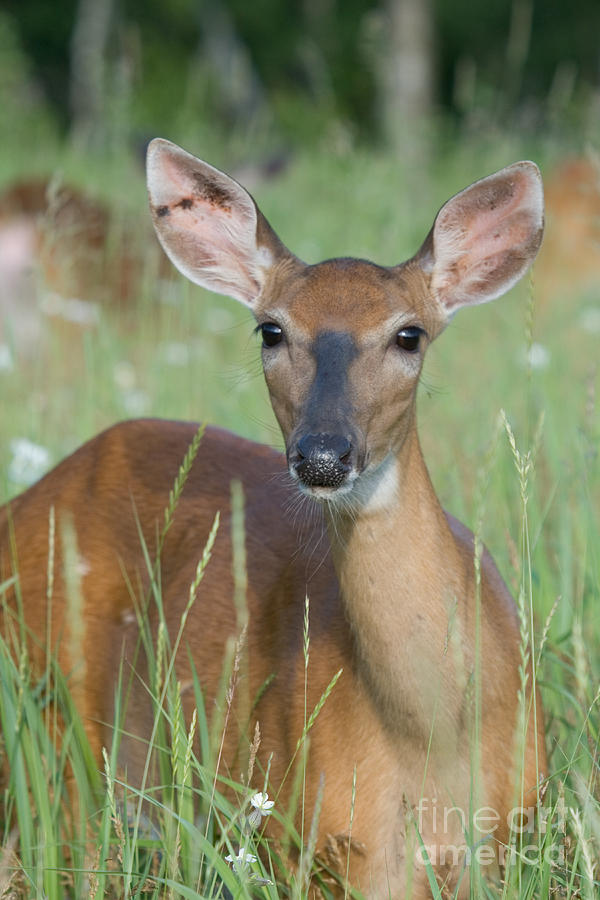 White-tailed Doe #28 Photograph by Linda Freshwaters Arndt