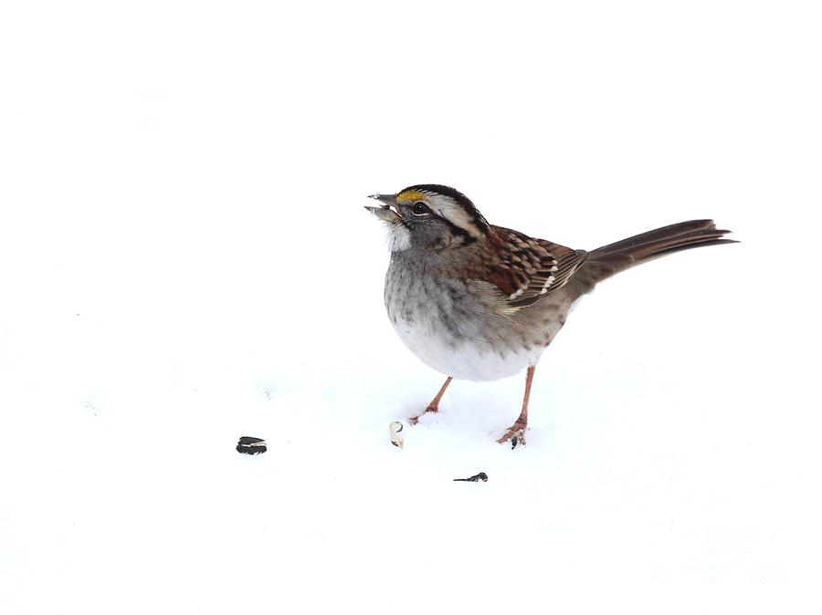 White-throated Sparrow #28 Photograph by Jack R Brock
