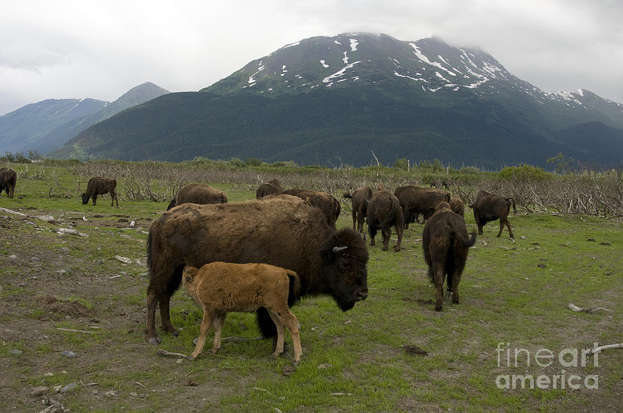 Wood Bison #28 Photograph by Mark Newman