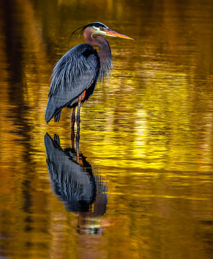 Great Blue Heron #14 Photograph by Brian Stevens