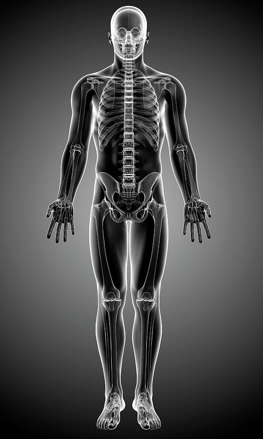 Human Skeleton #284 by Science Photo Library