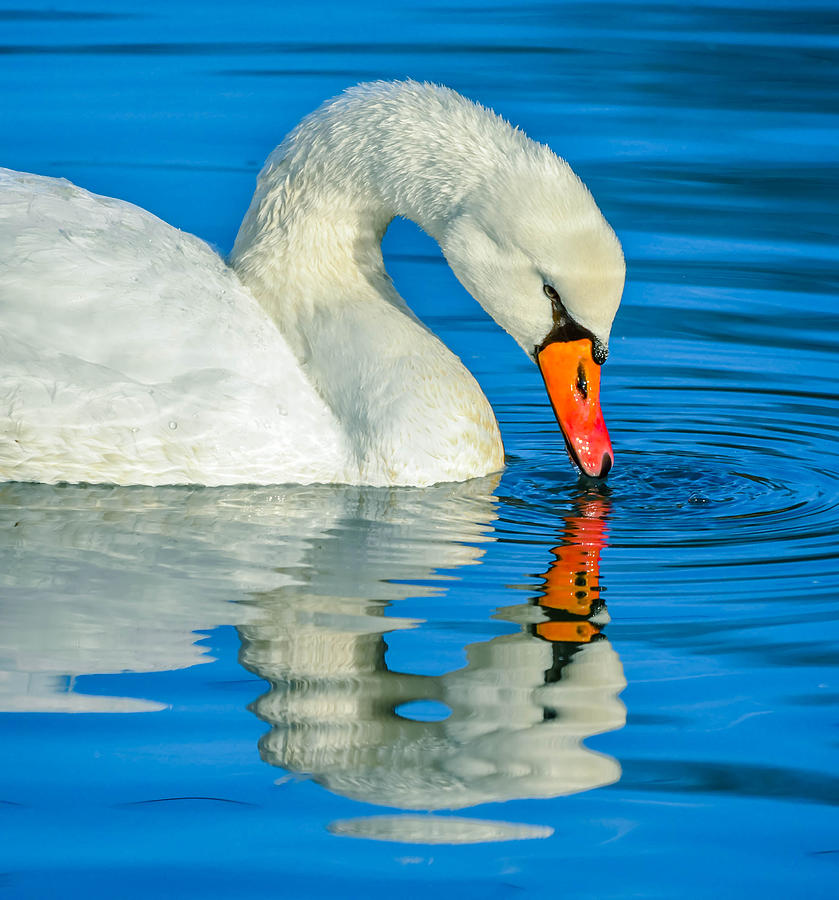 Mute Swan #284 Photograph by Brian Stevens