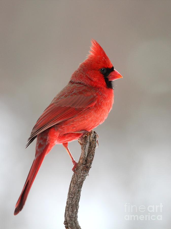Northern Cardinal #284 Photograph by Jack R Brock
