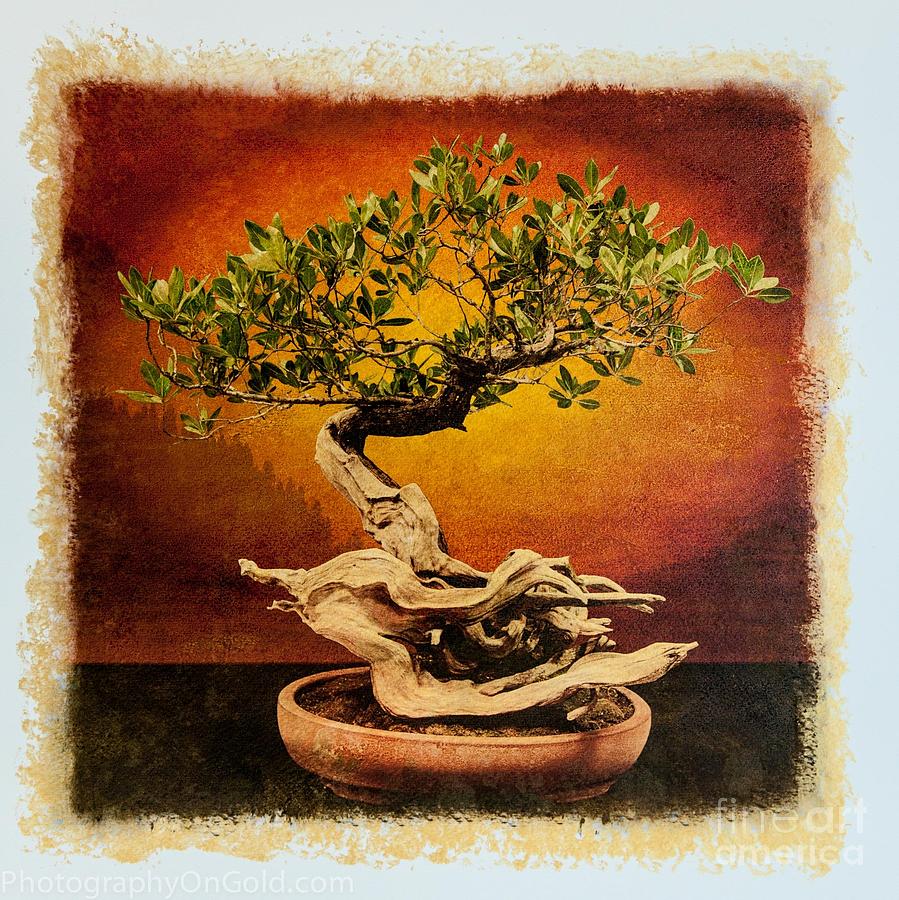 Limited Edition Bonsai Tree Mary Madisons Buttonwood Photograph by Jim ...