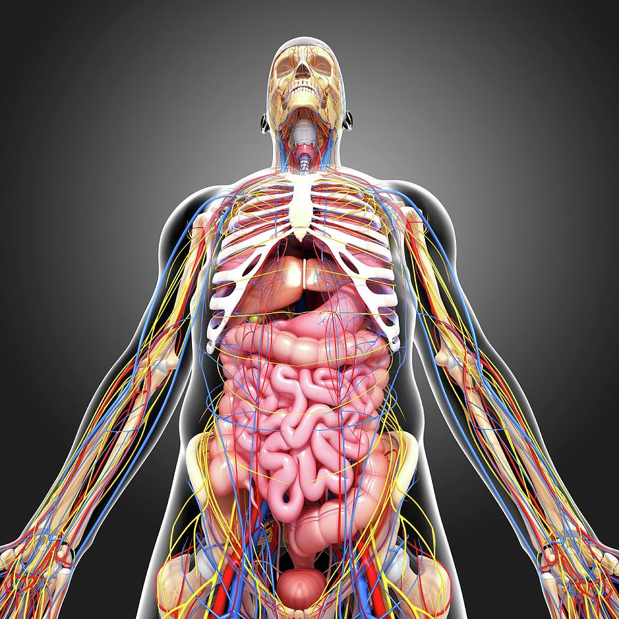 Human Anatomy Photograph by Pixologicstudio/science Photo Library - Pixels