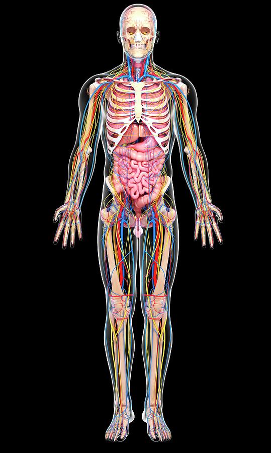 Male Anatomy Photograph by Pixologicstudio/science Photo ...