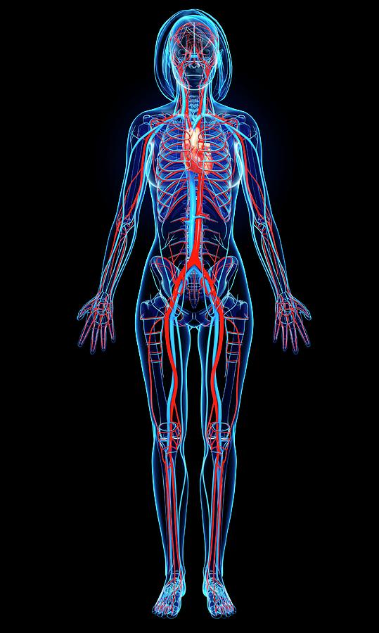 Female Cardiovascular System Photograph by Pixologicstudio/science ...