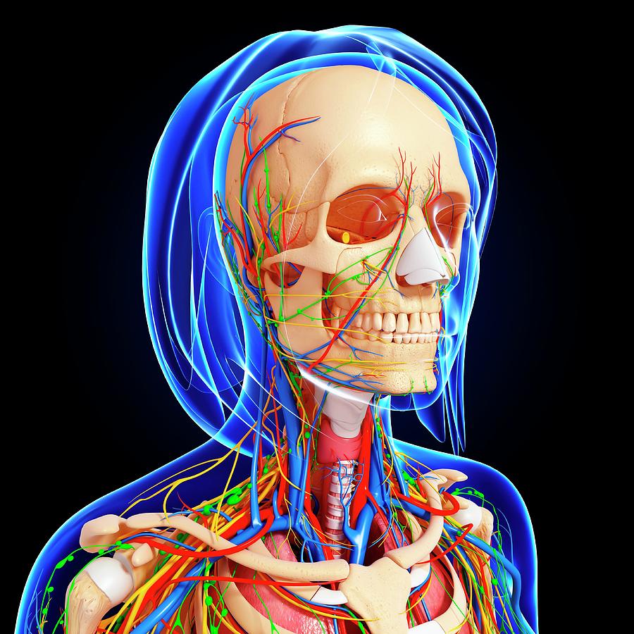 Female Anatomy Photograph by Pixologicstudio/science Photo Library ...