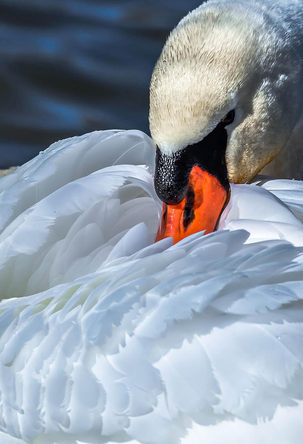 Mute Swan #6 Photograph by Brian Stevens