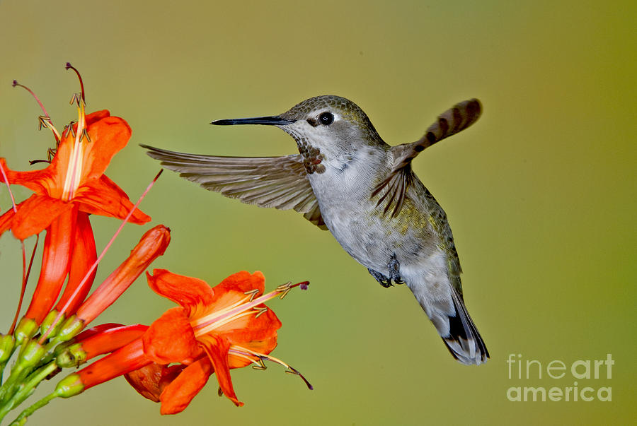 Annas Hummingbird #29 Photograph by Anthony Mercieca