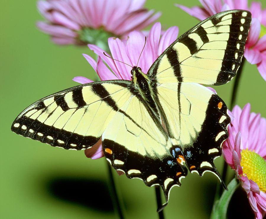 Eastern Tiger Swallowtail Butterfly #29 Photograph by Millard H. Sharp