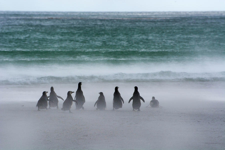 Penguin Photograph - Falkland Islands #29 by Inger Hogstrom