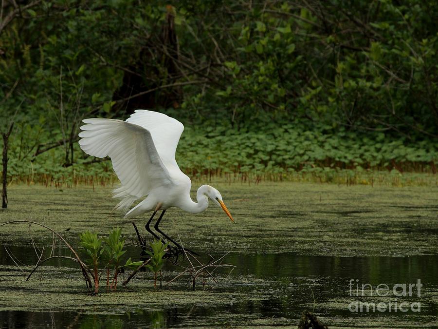Great Egret #29 Photograph by Jack R Brock