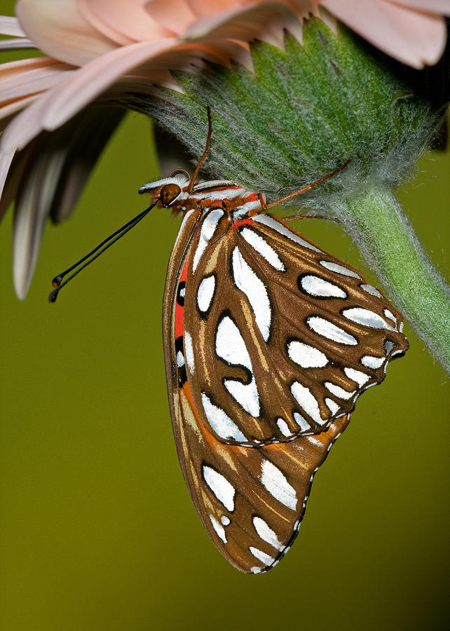 Gulf Fritillary Butterfly #29 Photograph by Millard H. Sharp