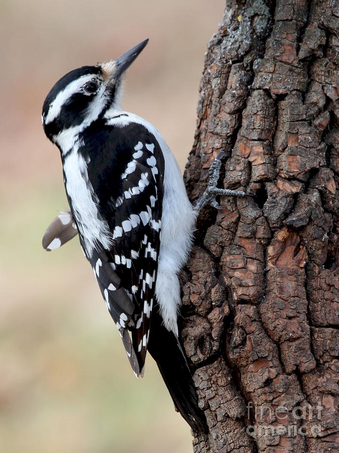 Hairy Woodpecker #29 Photograph by Jack R Brock