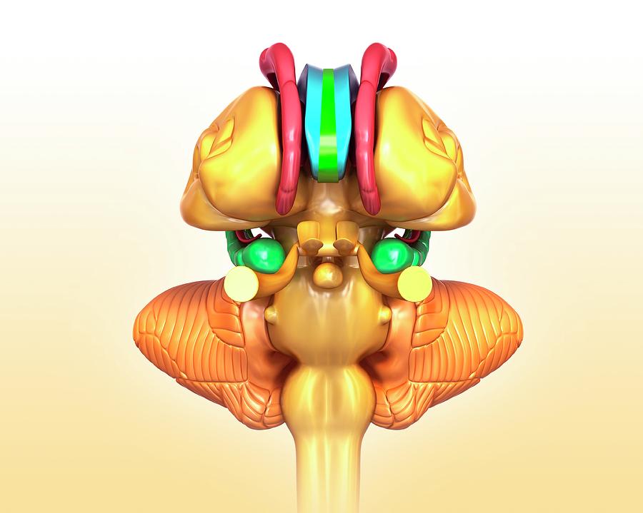 Human Brain Structures Photograph by Pixologicstudio/science Photo ...