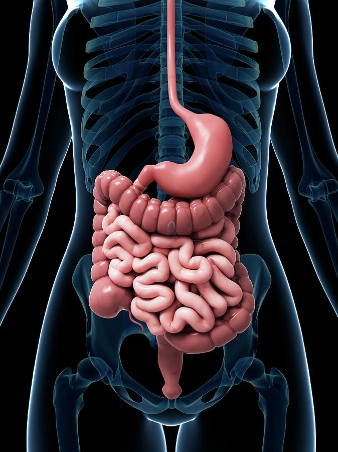 Human Digestive System Photograph by Sebastian Kaulitzki