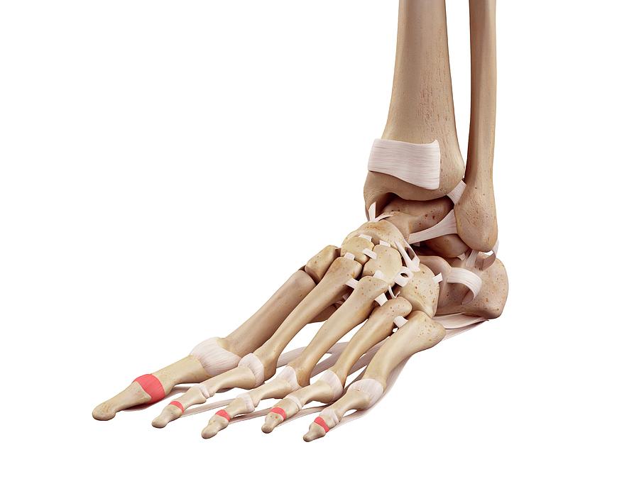 Human Foot Anatomy Photograph by Sebastian Kaulitzki/science Photo Library
