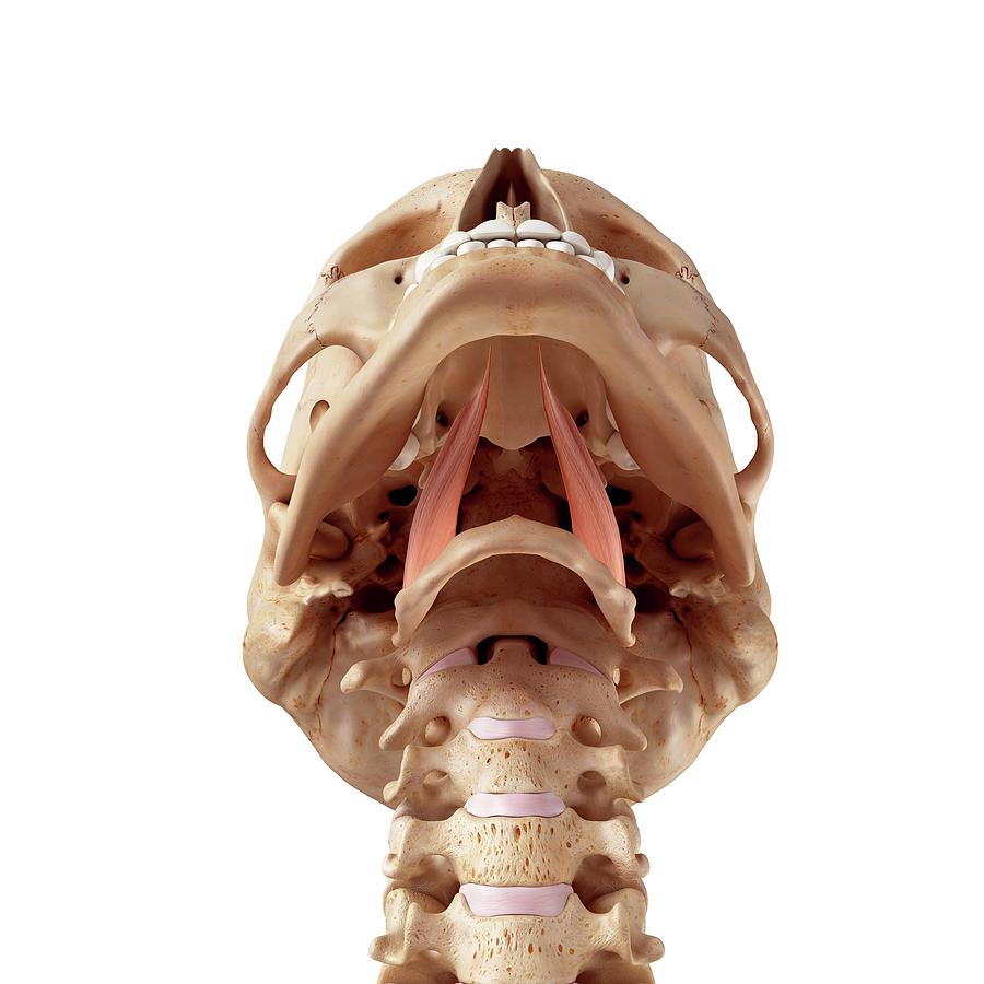 Human Neck Muscles Photograph By Sebastian Kaulitzki Science Photo Library