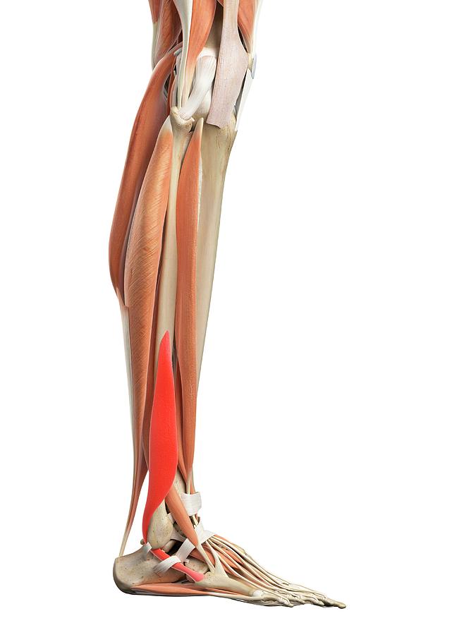 Leg Muscles #29 by Sebastian Kaulitzki/science Photo Library