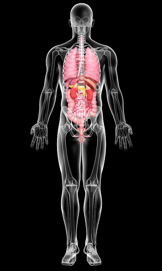 Male Anatomy #29 Photograph By Pixologicstudio Science Photo Library 