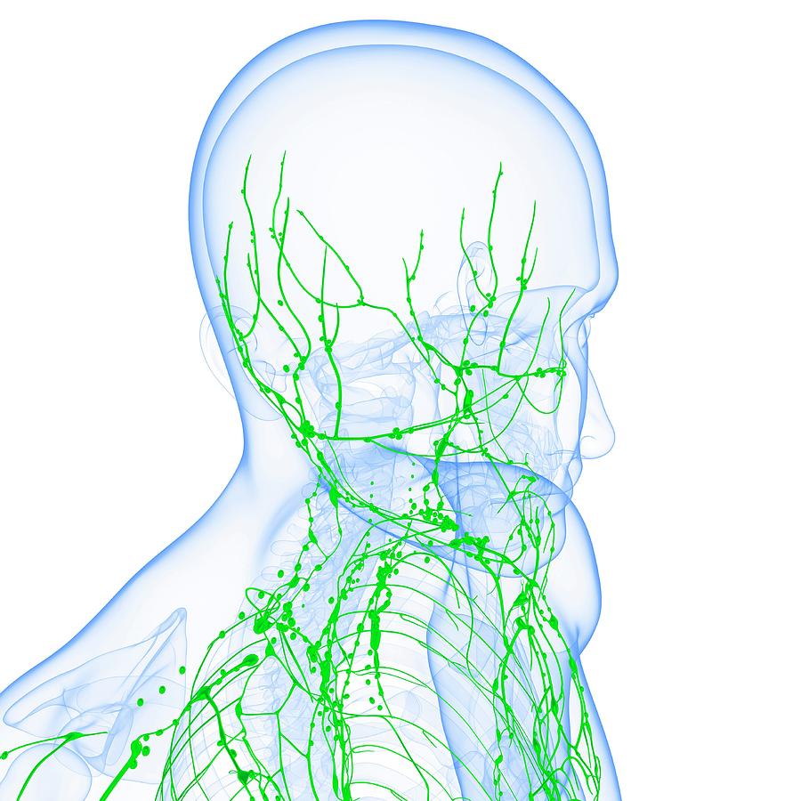 Male Lymphatic System #29 Photograph by Pixologicstudio/science Photo Library