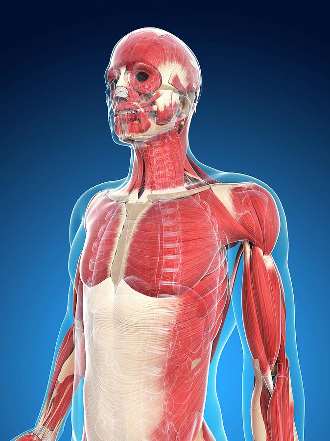 Male Musculature #29 by Sciepro/science Photo Library