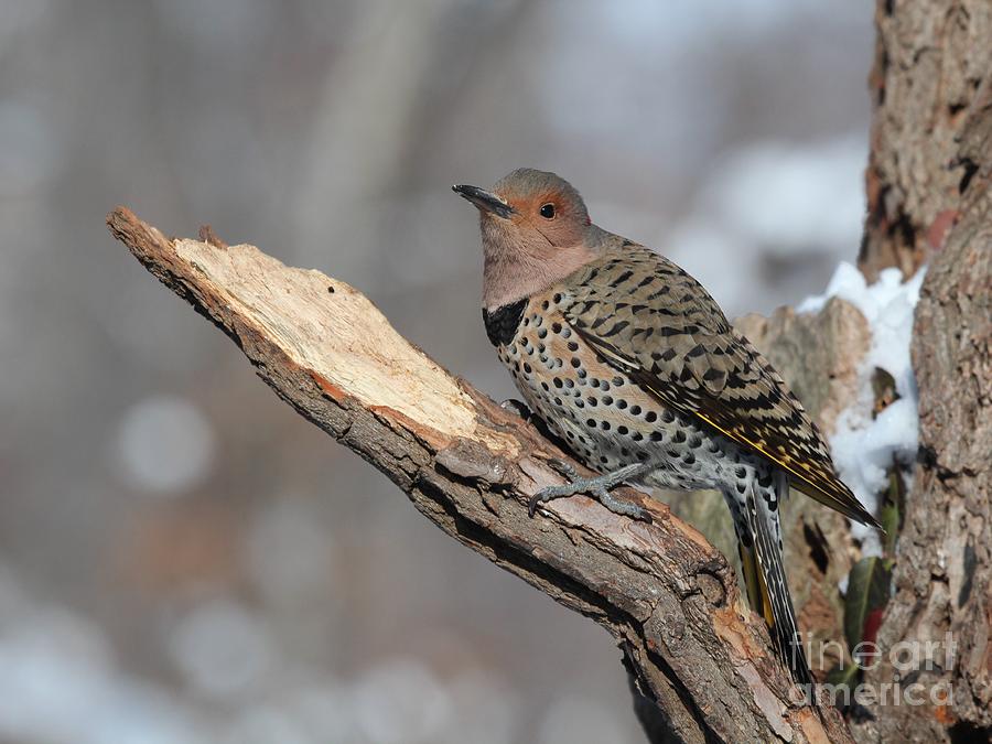 Nature Photograph - Northern Flicker #29 by Jack R Brock