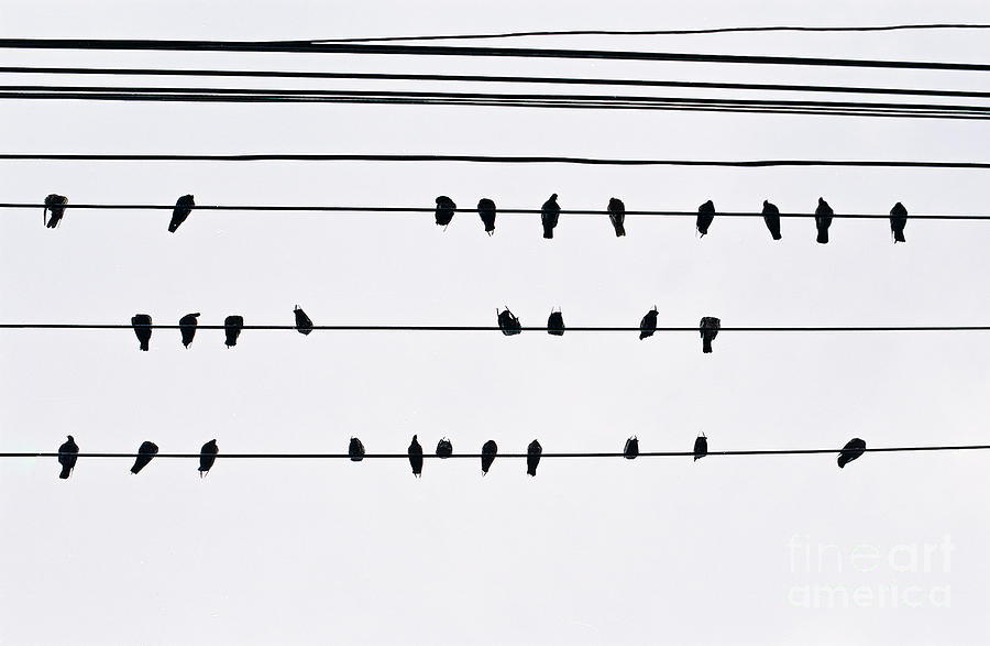 29 Pigeons Photograph by Dean Harte