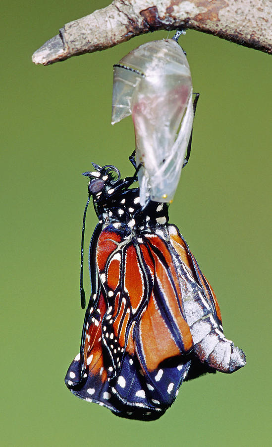Queen Butterfly #29 Photograph by Millard H. Sharp