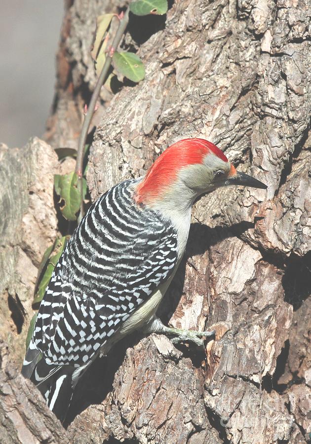Red-bellied Woodpecker #29 Photograph by Jack R Brock